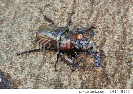 Beetle licking sap Beetle licking sap 141449133