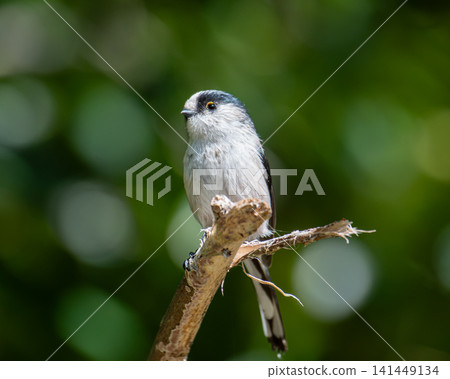 A long-tailed tit perched on a branch against a background of green bokeh. A long-tailed tit perched on a branch against a background of green bokeh. 141449134