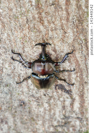 Beetle licking sap 141449142