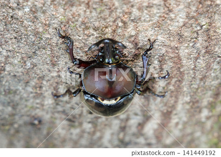 Beetle licking sap Beetle licking sap 141449192