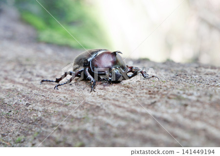 Beetle licking sap Beetle licking sap 141449194