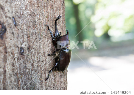 Beetle licking sap Beetle licking sap 141449204