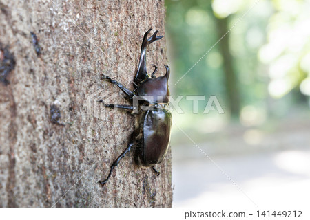 Beetle licking sap Beetle licking sap 141449212