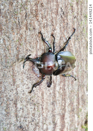 Beetle licking sap Beetle licking sap 141449214