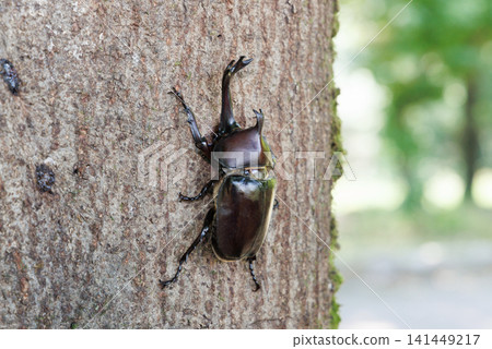 Beetle licking sap Beetle licking sap 141449217