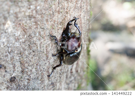 Beetle licking sap Beetle licking sap 141449222