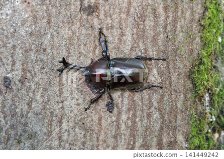 Beetle licking sap Beetle licking sap 141449242
