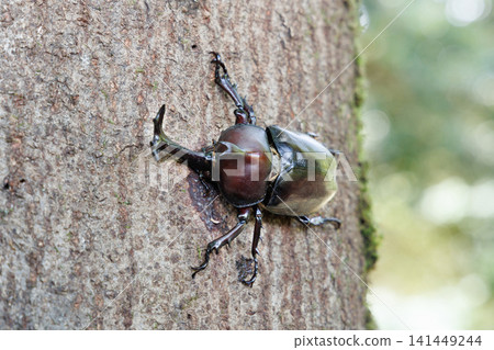 Beetle licking sap Beetle licking sap 141449244