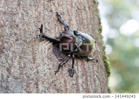 Beetle licking sap Beetle licking sap 141449245