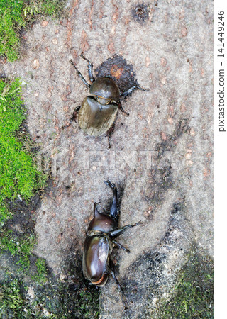 Beetle licking sap Beetle licking sap 141449246