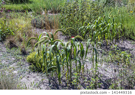 Cultivated Foxtail Millet Setaria italica Growing in Garden Plot Cultivated Foxtail Millet Setaria italica Growing in Garden Plot 141449316