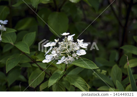 White Panicle Hydrangea Flower Against Dark Green Background White Panicle Hydrangea Flower Against Dark Green Background 141449321