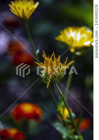 Fading Calendula officinalis Flower with Curled Drying Petals Fading Calendula officinalis Flower with Curled Drying Petals 141449329