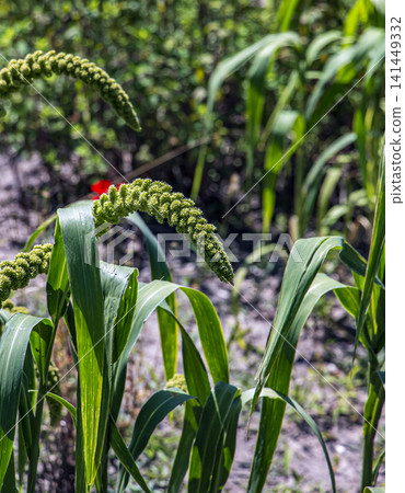 Close-Up of Curved Foxtail Millet Setaria italica Seed Head Close-Up of Curved Foxtail Millet Setaria italica Seed Head 141449332