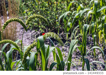 Group of Drooping Foxtail Millet Setaria italica Grain Heads Group of Drooping Foxtail Millet Setaria italica Grain Heads 141449333