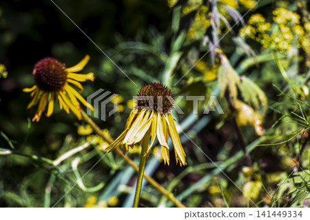 Two Mature Yellow Coneflowers Echinacea paradoxa in Sunlight 141449334
