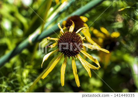 Close-Up of Yellow Coneflower Echinacea paradoxa Flower Head 141449335