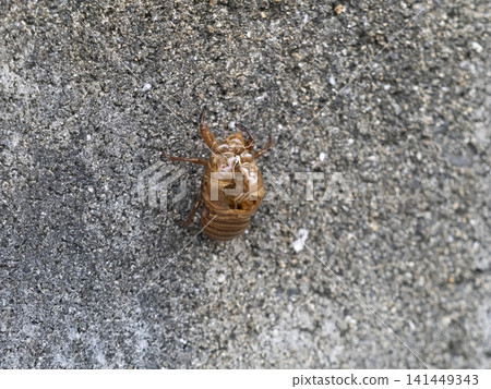 A concrete block wall and a cicada's exoskeleton A concrete block wall and a cicada's exoskeleton 141449343