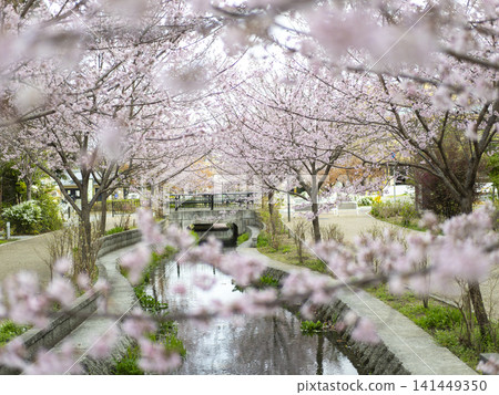 Cherry blossoms blooming along the stream in the park Cherry blossoms blooming along the stream in the park 141449350