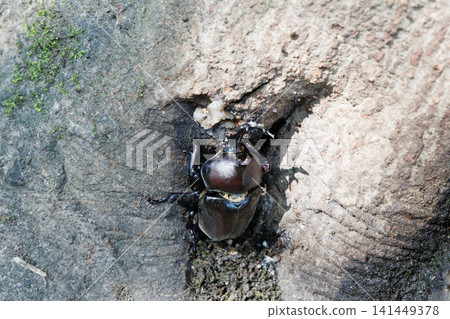 Beetle licking sap Beetle licking sap 141449378