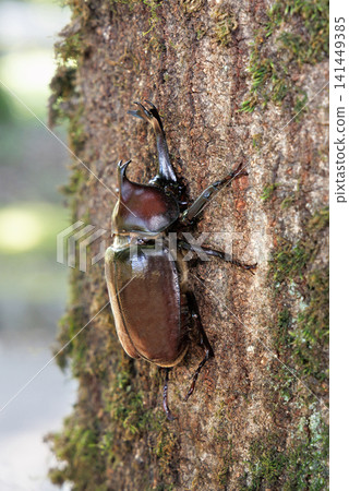 Beetle licking sap Beetle licking sap 141449385