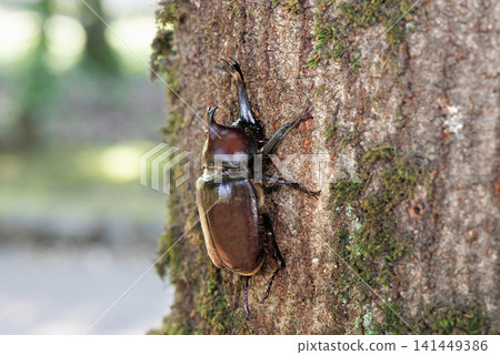 Beetle licking sap Beetle licking sap 141449386