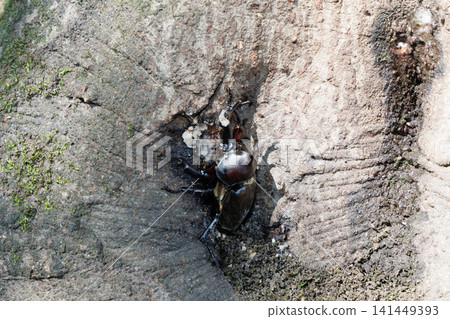 Beetle licking sap Beetle licking sap 141449393