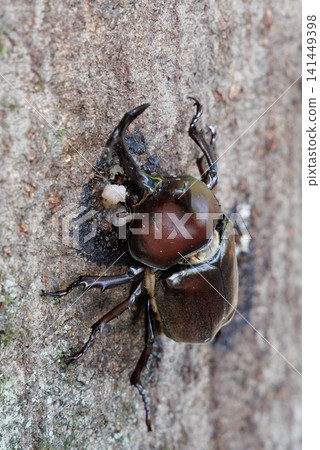 Beetle licking sap Beetle licking sap 141449398