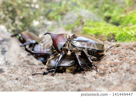Beetle courtship behavior Beetle courtship behavior 141449447