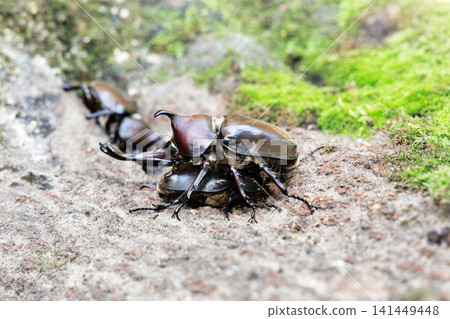 Beetle courtship behavior Beetle courtship behavior 141449448