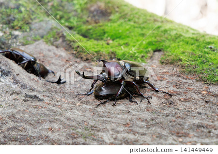 Beetle courtship behavior Beetle courtship behavior 141449449