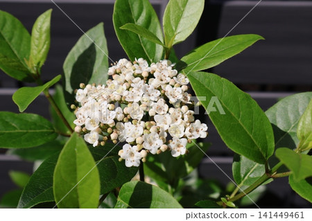 莢蓮屬植物的白色小花 莢蓮屬植物的白色小花 141449461