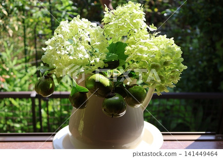 擺放安娜貝爾繡球花和山茶花種子。 擺放安娜貝爾繡球花和山茶花種子。 141449464