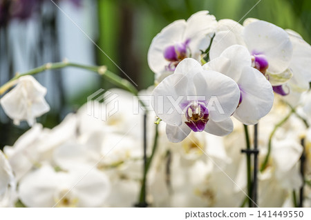 Colorful Orchid Flowers in Full Bloom. 141449550
