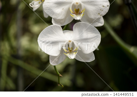 Colorful Orchid Flowers in Full Bloom. Colorful Orchid Flowers in Full Bloom. 141449551