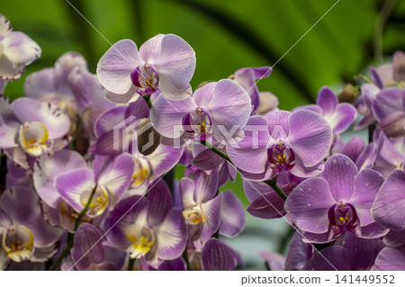 Colorful Orchid Flowers in Full Bloom. Colorful Orchid Flowers in Full Bloom. 141449552