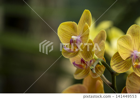 Colorful Orchid Flowers in Full Bloom. Colorful Orchid Flowers in Full Bloom. 141449553
