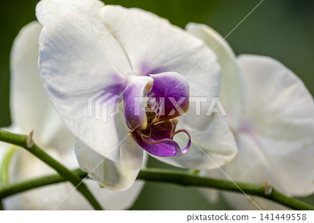 Colorful Orchid Flowers in Full Bloom. Colorful Orchid Flowers in Full Bloom. 141449558