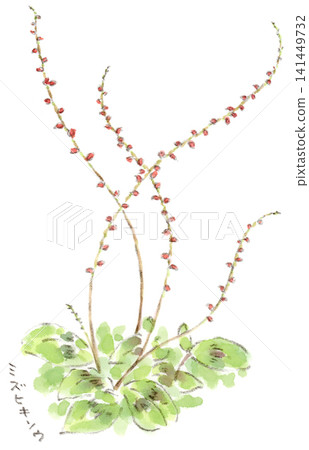 雨季和夏季蓼屬植物的水彩插圖。 雨季和夏季蓼屬植物的水彩插圖。 141449732