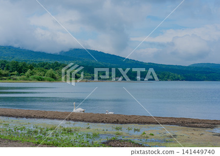 A family of mute swans swimming by the lake. A family of mute swans swimming by the lake. 141449740