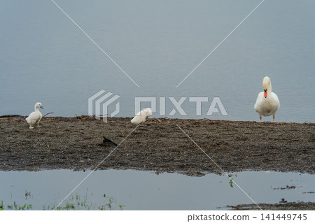 A family of mute swans preening their feathers by the lake. 141449745