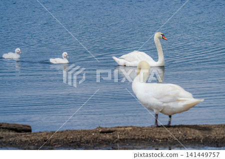 A family of mute swans swimming by the lake. A family of mute swans swimming by the lake. 141449757