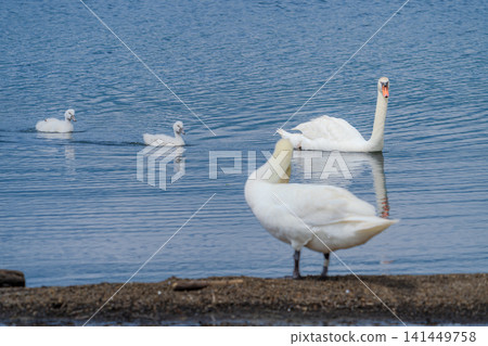 A family of mute swans swimming by the lake. A family of mute swans swimming by the lake. 141449758
