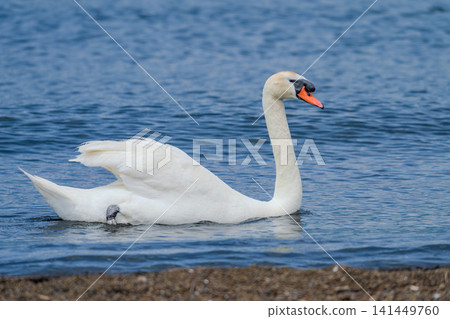 Mute swans swimming by the lake Mute swans swimming by the lake 141449760