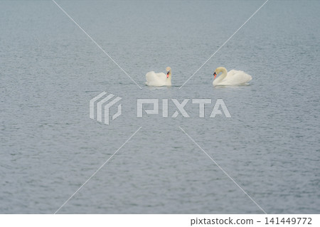 Synchronization behavior of mute swans Synchronization behavior of mute swans 141449772