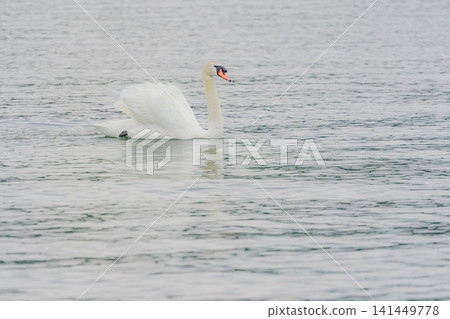 Mute swans swimming by the lake Mute swans swimming by the lake 141449778