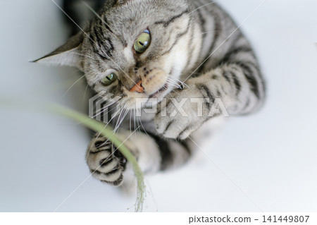 An American Shorthair cat playing energetically with a toy (white background, overhead view) 141449807