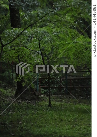 Fresh greenery at Oyada Shrine in Mino City, Gifu Prefecture Fresh greenery at Oyada Shrine in Mino City, Gifu Prefecture 141449861