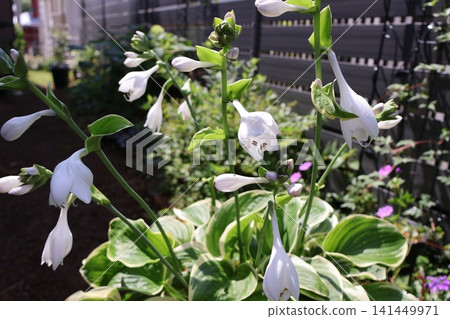 White hosta flowers White hosta flowers 141449971