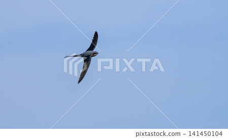 Crested treeswift in flight against a clear blue sky with outstretched wings Crested treeswift in flight against a clear blue sky with outstretched wings 141450104